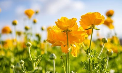 Tipos de flores amarillas para regalar este 21 de septiembre