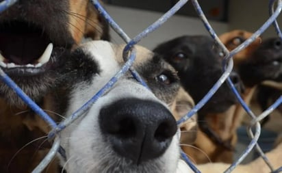 Relacionan la rabia canina con violencia y pobreza