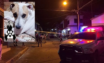 Perrito muere de un balazo tras proteger a su dueño en un asalto en Michoacán