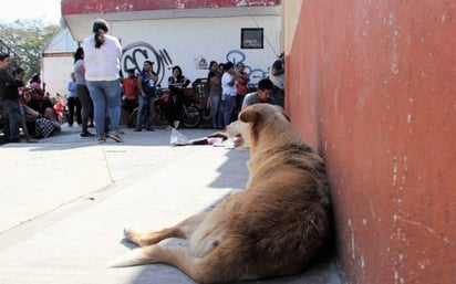 Escuelas siguen en alerta ante posibles plagas de garrapatas