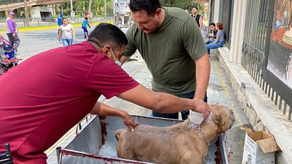 Atienden a 2 mil canes en campaña antigarrapatas