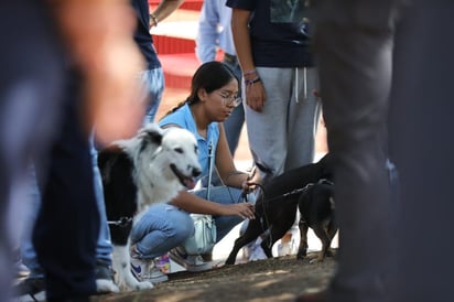 2 mil canes atendidos contra las garrapatas