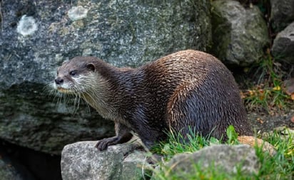 Nutria con rabia muerte 47 veces a hombre y a un perro en Florida