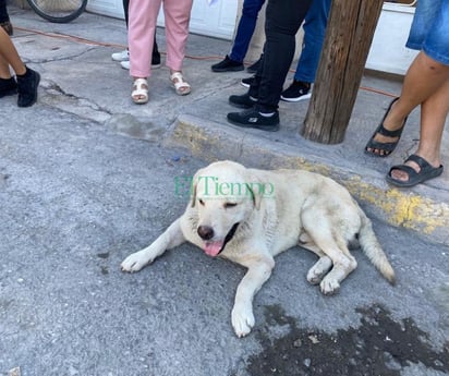 Faustino Aguilar exhorta a la población a cuidar de sus mascotas para evitar casos de rickettsia 