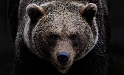 Oso mata a matrimonio y a su perro en Canadá