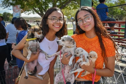 El programa 'Mi Mascota Feliz' brindó cerca de mil atenciones 