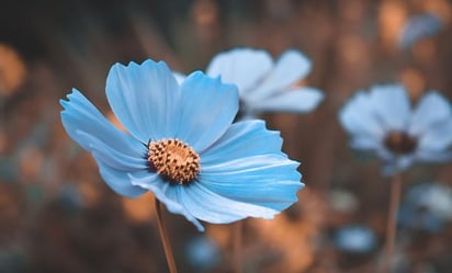 ¿Por qué las mujeres regalan flores azules el 3 de octubre en México?