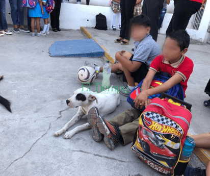 Primaria Suzanne llena de garrapatas y la SSa va a fumigar