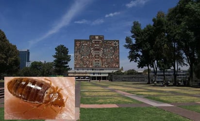 Convocan estudiantes de la UNAM a asamblea para tratar plaga de chinches