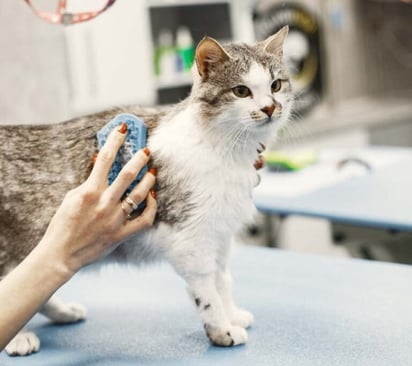 Cómo mantener limpio a tu gato sin bañarlo