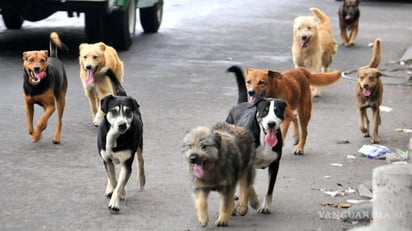 Van contra perros callejeros por plaga de garrapatas