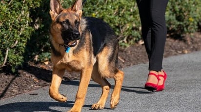 Expulsan a perro de los Biden de la Casa Blanca por morder