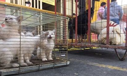 Dan revés a ONG que tramitó amparo contra venta de animales en el mercado de Sonora