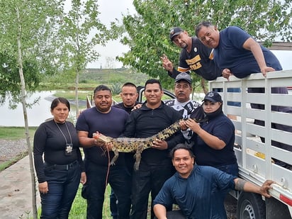 'Coco' es rescatado por personal del Ecoparque, y Seguridad Pública; ya está de vuelta a su área