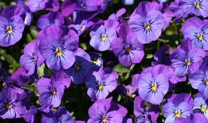 ¿Por qué se regalan flores moradas en octubre?