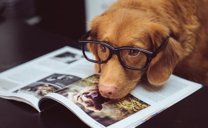 ¿Los perros distinguen entre un idioma y otro?