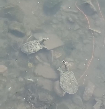 Ciudadanos reportan tortugas en aguas negras de Frontera 