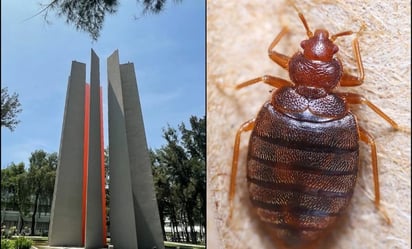 Por supuestos reportes de chinches, la FES Aragón cambia actividades a distancia