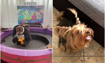 ¿Adorables o aterradores? Se viralizan en TikTok “el perro monja” y el perro caracterizado de “la niña Dobby”: 
