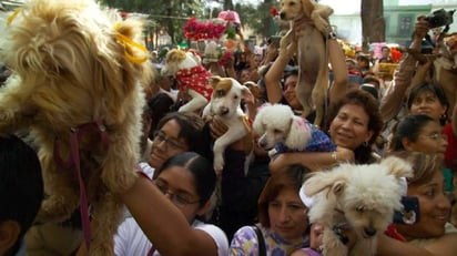 Las mascotas no benefician mucho la salud emocional de personas con enfermedades mentales graves