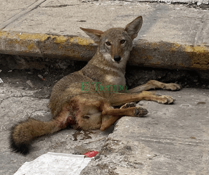 Atropellan coyote en el Pape