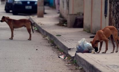 Perú detecta un caso de rabia humana y establece cerco epidemiológico en el sur del país