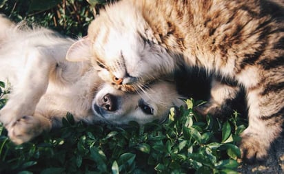 ¿Perros y gatos pueden vivir en la misma casa?