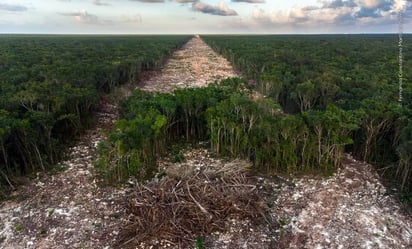 Fotógrafo mexicano gana premio internacional con imagen de la deforestación del Tren Maya