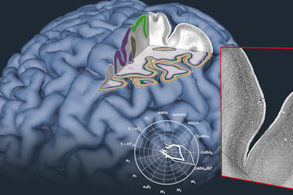 Por qué la iniciativa Brain Project es un hito en la neurociencia