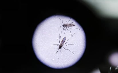 Fumigan unas 40.000 viviendas en República Dominicana en campaña para erradicar el dengue