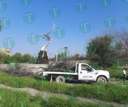 Municipio realiza labores de limpieza y mantenimiento a la plaza 'Ave Fénix' de Monclova