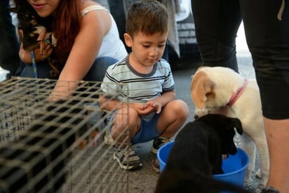 Descarta Salud sacrificio de perros