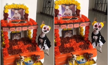 VIDEO: ¿Listo para recibir el Día de Muertos? Perrito disfrazado de catrina conmueve TikTok