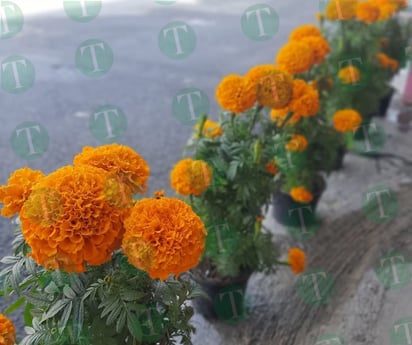 Floristas esperan una de las fechas más benéficas para ellos 'Día de Muertos'