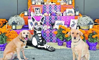 Día de Muertos: Fotos de animales y artículos que no deben faltar en tu ofrenda para mascotas