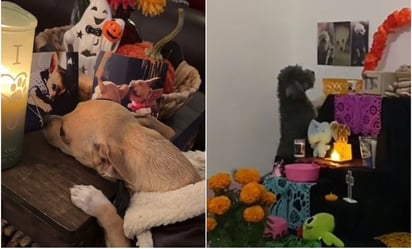 Perritos conmueven TikTok al reaccionar a las ofrendas para mascotas