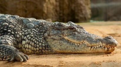 Captan a cocodrilo paseando tras paso de huracán 'Otis'