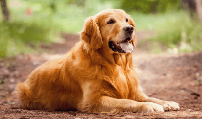 Gen podría significar vidas más largas para los golden retrievers y quizás también para los humano