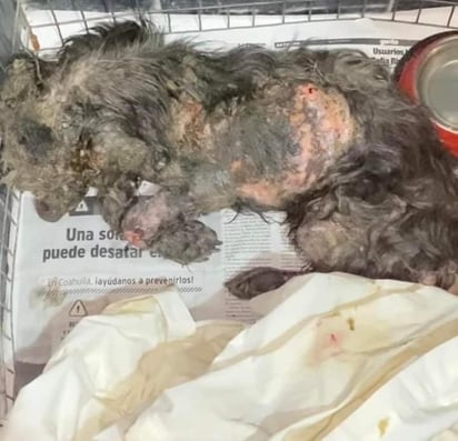 Protección y Control Animal investiga caso de perro violentado para aplicar reglamento a culpables