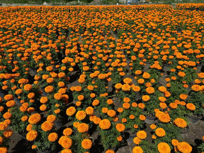 ¿Cuál es el significado de la flor de cempasúchil?