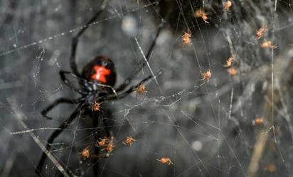 Mujer de Taiwán acude al médico por 'crujidos' en el oído y le encuentran una araña