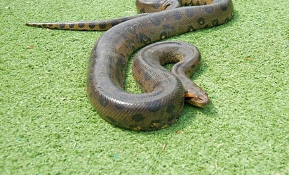 Rescatan anaconda de cuatro metros en Colombia