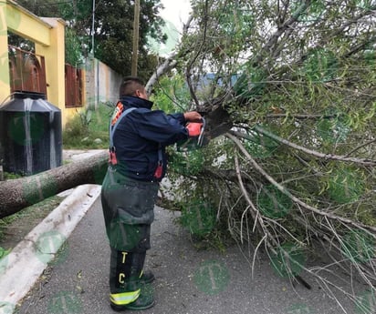 Fuertes vientos derriban árbol en la colonia Libertad Oriente de Castaños