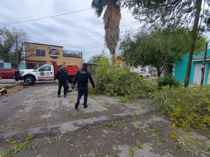 Sistema frontal 8 dejó caídas de árboles y daños en domicilios