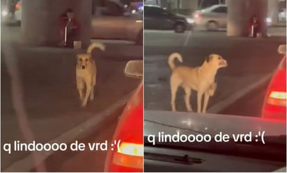 VIDEO: Perrito pide dinero en semáforo para ayudar a su dueña con discapacidad en SLP