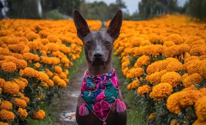 ¿Por qué se relaciona al xoloitzcuintle con Día de Muertos? Esta es la leyenda