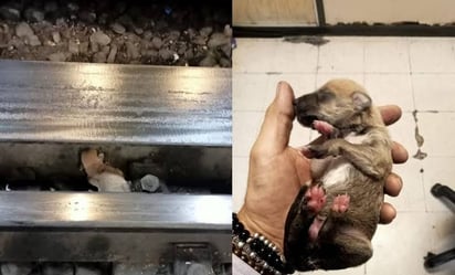 Paran servicio en la Línea 9 para rescatar a cachorro en vías