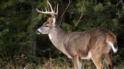 El último jueves de noviembre inicia la temporada de cacería de venado  