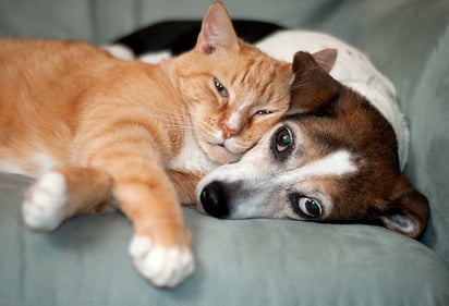 ¿Cuánto daño pueden causar las pulgas a tu perro o gato?