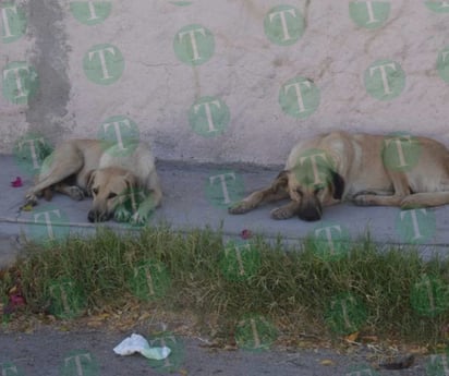 Vecinos de la Veteranos viven entre las garrapatas 